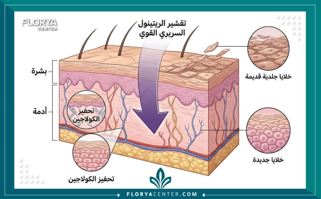 رسم توضيحي طبي لطبقات الجلد يوضح عمق اختراق تقشير الريتينول السريري وكيفية تحفيز تجديد الخلايا والكولاجين.