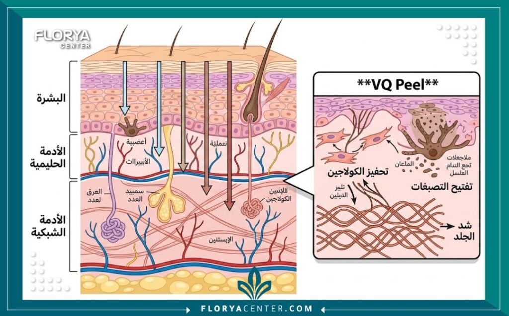 رسم تخطيطي طبي يوضح تغلغل تقشير الفي كيو الشامل (VQ Peel) في طبقات الجلد (البشرة والأدمة) لتحقيق تفتيح وشد الجلد، مع تصنيفات باللغة العربية.