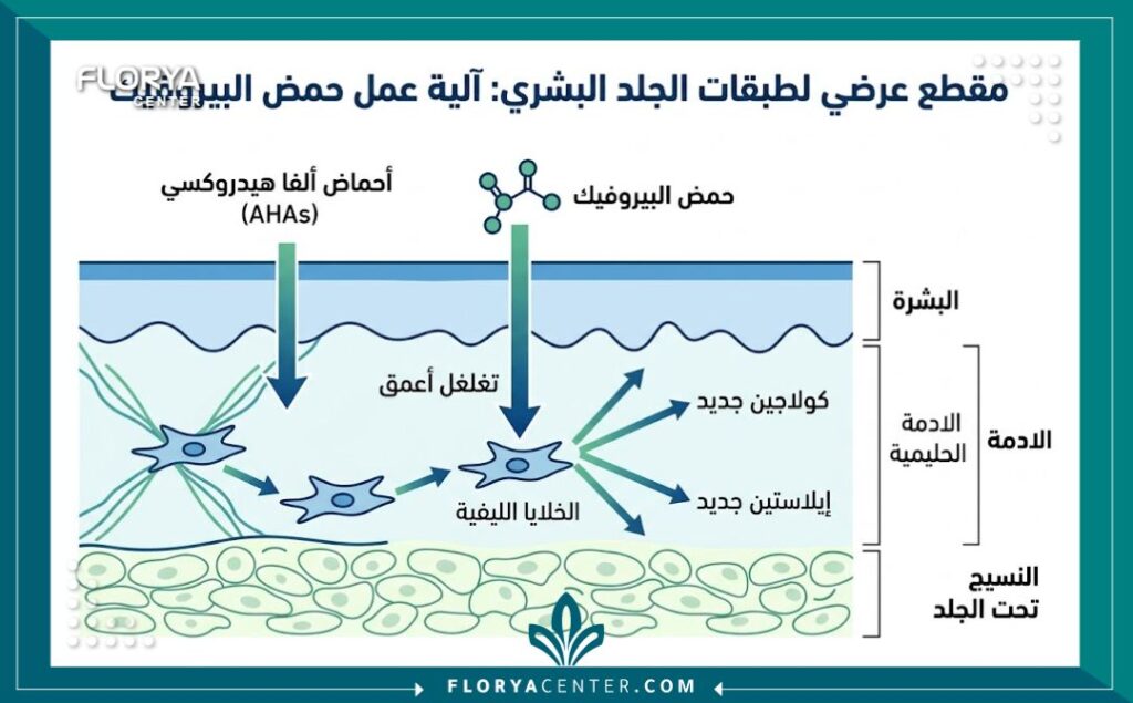 مخطط طبي يوضح عمق اختراق حمض البيروفيك لطبقات الجلد في تقشير حمض البيروفيك لشد الجلد لتحفيز الكولاجين وعلاج الترهل والندبات.