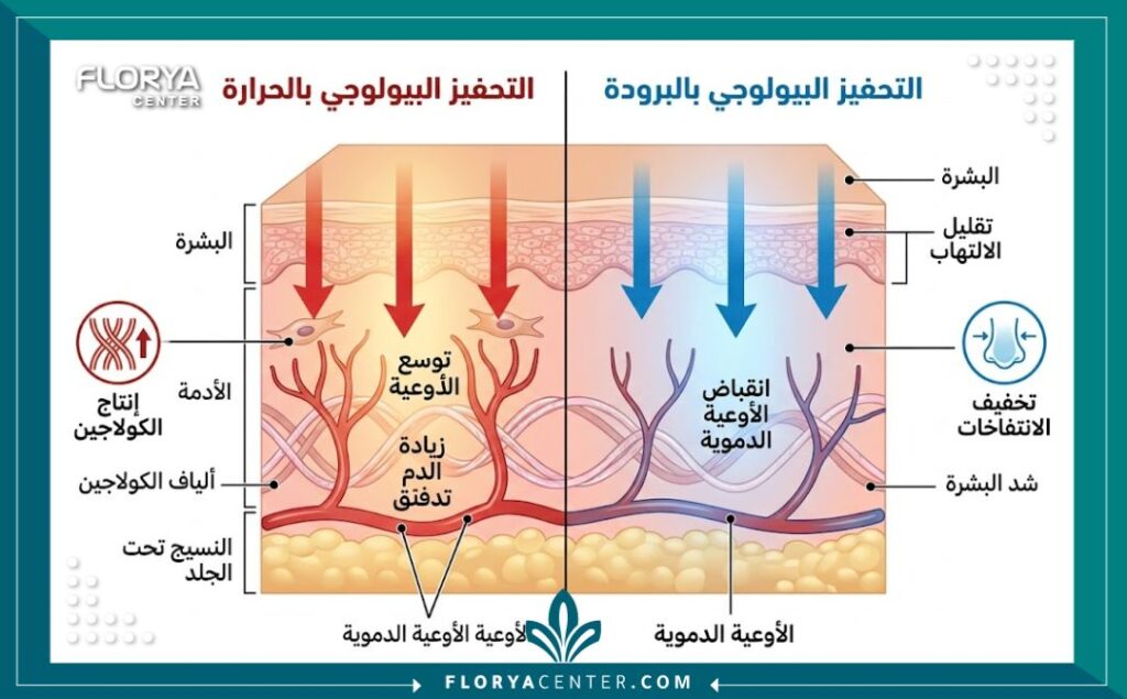 مخطط توضيحي طبي يوضح تأثير تقنية التحفيز البيولوجي بالحرارة والبرودة على طبقات الجلد؛ يظهر الجانب الأيمن تأثير الحرارة في توسيع الأوعية وتحفيز الكولاجين، بينما يظهر الجانب الأيمن تأثير البرودة في تضييق الأوعية وتقليل الانتفاخ لشد الوجه.