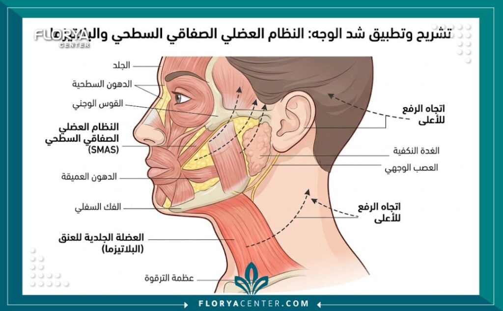 رسم توضيحي طبي لطبقات الوجه والرقبة يبرز تقنية SMAS والعضلات المستهدفة في عملية الشد، مع كتابة البيانات التوضيحية باللغة العربية.
