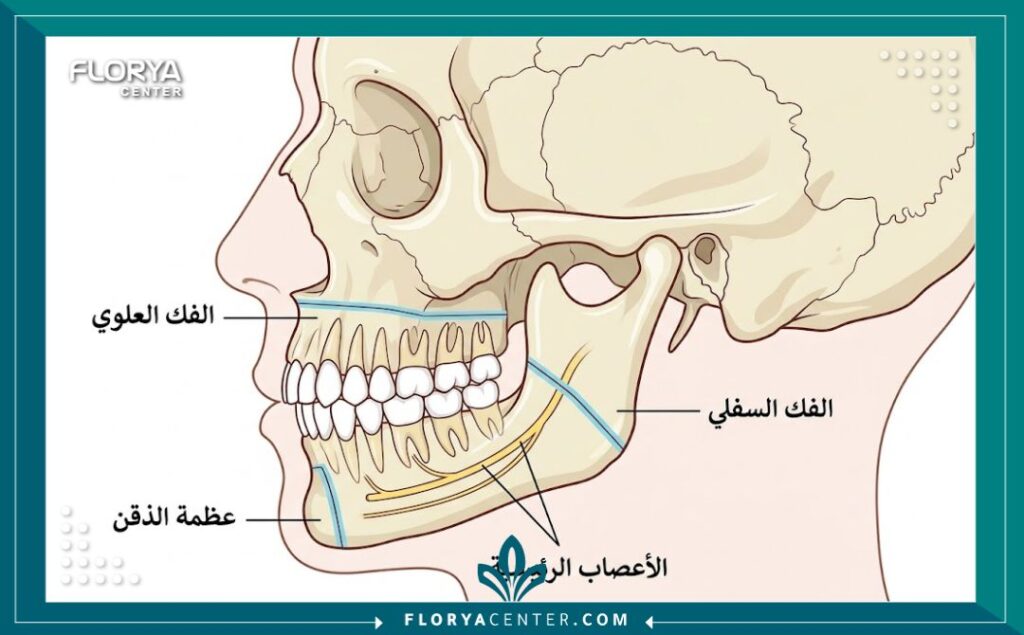 رسم تخطيطي طبي يوضح تشريح عظام الفك العلوي والسفلي ومواضع التدخل الجراحي في عمليات الفك والذقن.