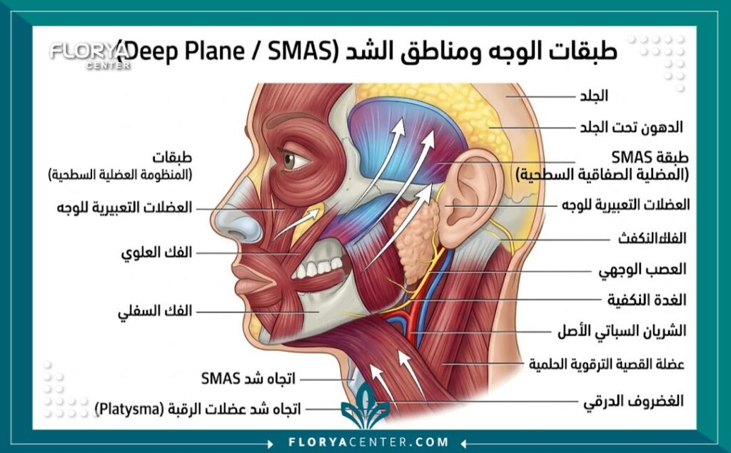 رسم تخطيطي طبي يوضح طبقة SMAS وعضلات الوجه المستهدفة في جراحة شد الوجه.