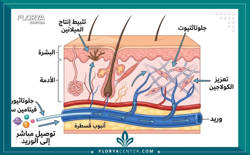 مخطط طبي توضيحي يظهر كيفية انتقال مكونات حقن الآي في (IV) مثل الجلوتاثيون وفيتامين سي عبر الوريد إلى طبقات الجلد لتفتيح البشرة وتثبيط الميلانين من الداخل.