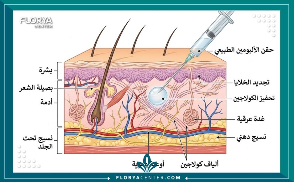 رسم تخطيطي طبي يوضح كيفية عمل حقن الألبومين الطبيعي لتجديد خلايا البشرة وتحفيز الكولاجين في طبقة الأدمة.