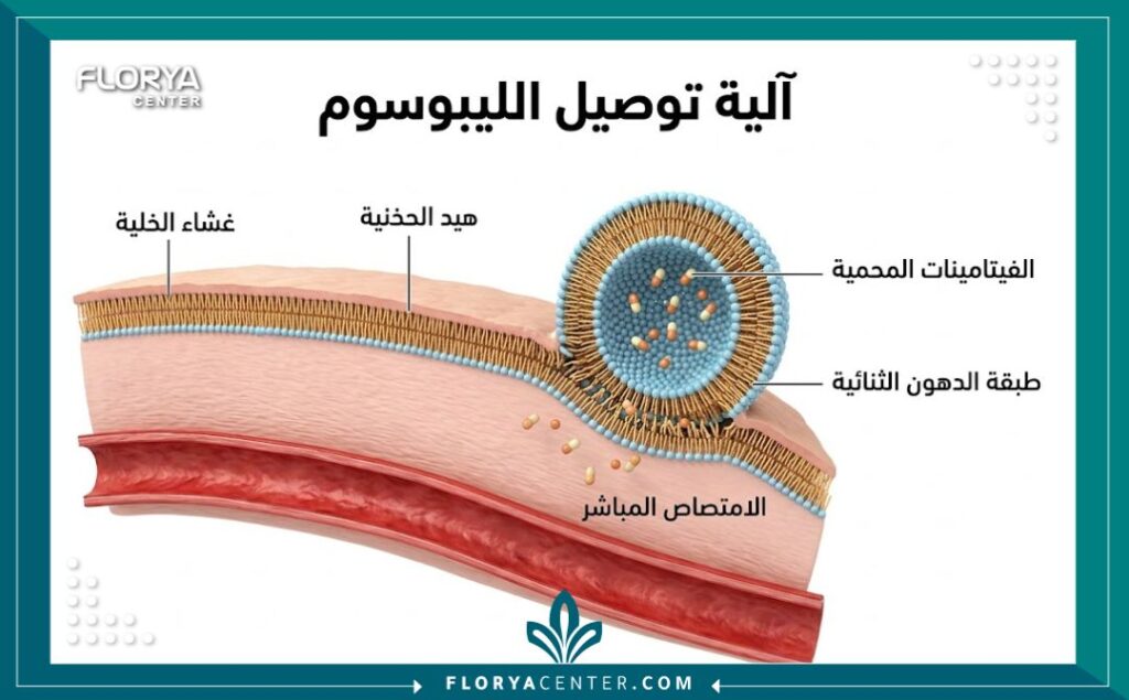 رسم تخطيطي طبي ثلاثي الأبعاد يوضح كيفية عمل الليبوسوم على إيصال الفيتامينات لعمق الخلايا دون تكسرها.