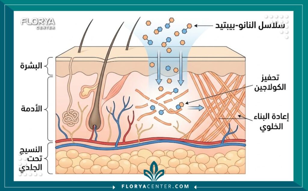 مخطط طبي توضيحي يظهر كيفية اختراق جزيئات النانو-بيبتيد لطبقات الجلد لتحفيز إنتاج الكولاجين وإعادة بناء الأنسجة التالفة من الداخل.