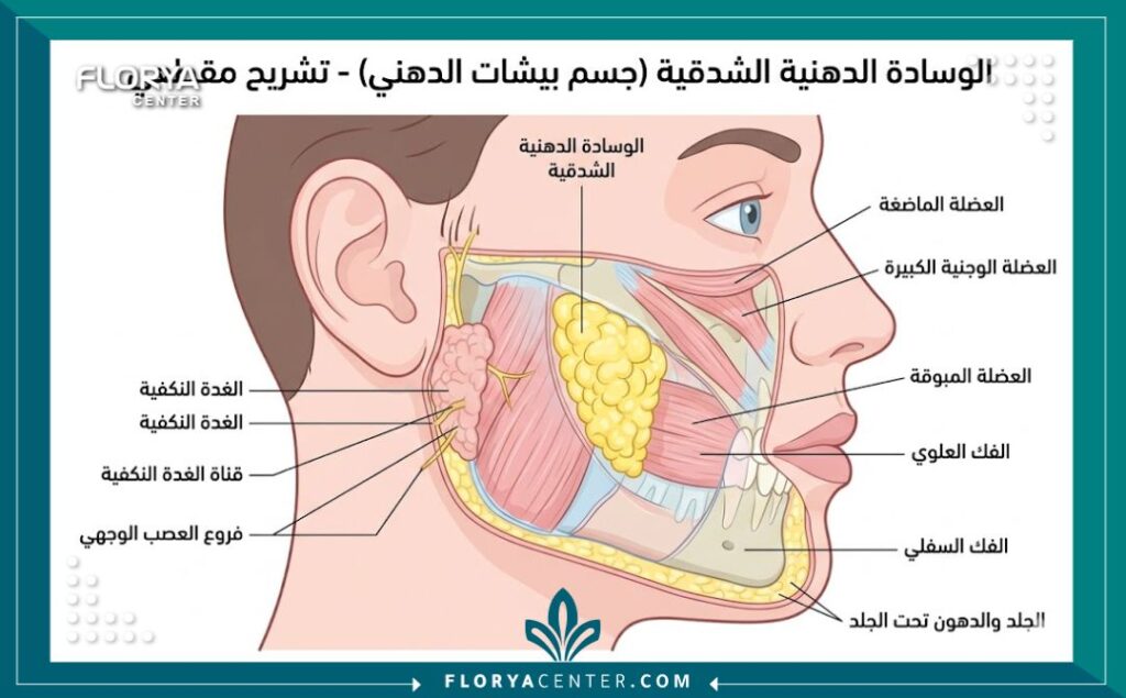 رسم توضيحي طبي يوضح مكان دهون الخد أو وسادة بيشات المستهدفة في عملية بيكتومي لشفط دهون الوجه