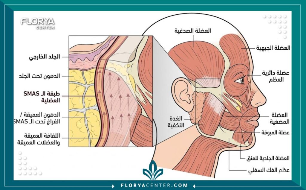 مخطط طبي توضيحي يظهر تشريح طبقة SMAS العضلية العميقة المستهدفة في عملية شد الوجه.