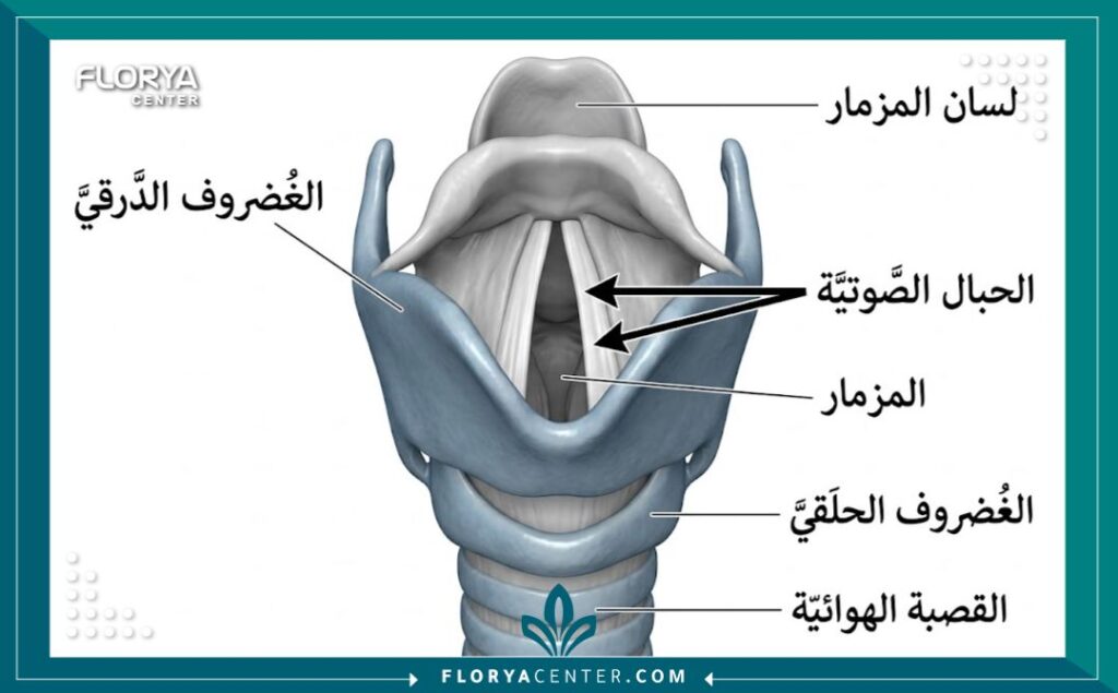رسم طبي تشريحي يوضح هيكل الحنجرة والأحبال الصوتية، ويشرح آلة عمليات الصوت التجميلية (تغيير طبقة الصوت).