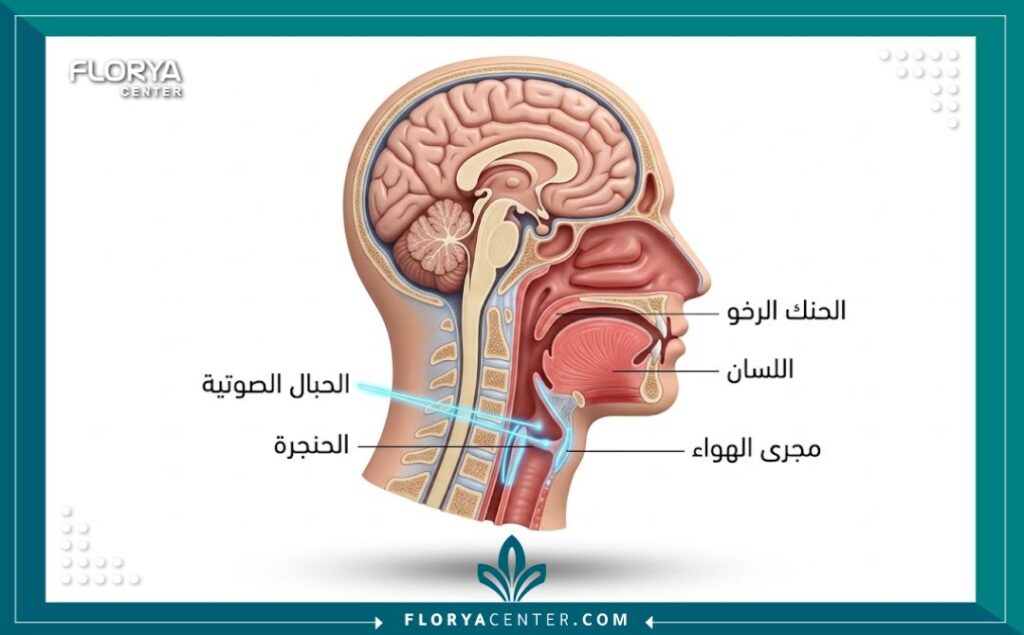 رسم تخطيطي طبي ثلاثي الأبعاد يوضح تشريح الحنجرة والحبال الصوتية وأجزاء الجهاز النطقي للإنسان مع تسميات باللغة العربية.