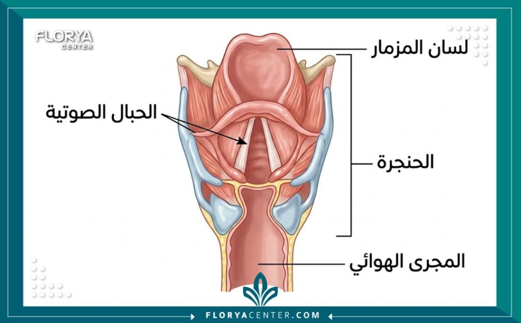 رسم توضيحي طبي لتشريح الحنجرة والحبال الصوتية، يوضح المناطق التي تحتاج للراحة بعد جراحة الصوت.
