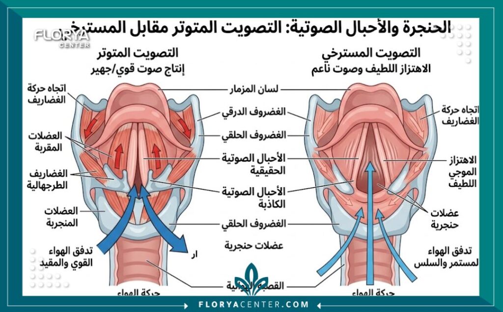 رسم توضيحي طبي يوضح الفرق بين الأحبال الصوتية المتوترة والمسترخية لإنتاج صوت ناعم.
