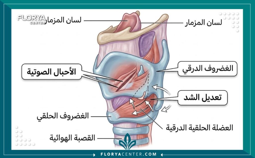 رسم توضيحي طبي مفصل يوضح التشريح الداخلي للحنجرة والأحبال الصوتية، مع مؤشرات باللغة العربية تشرح كيفية تعديل الأحبال في عملية تجميل الصوت.