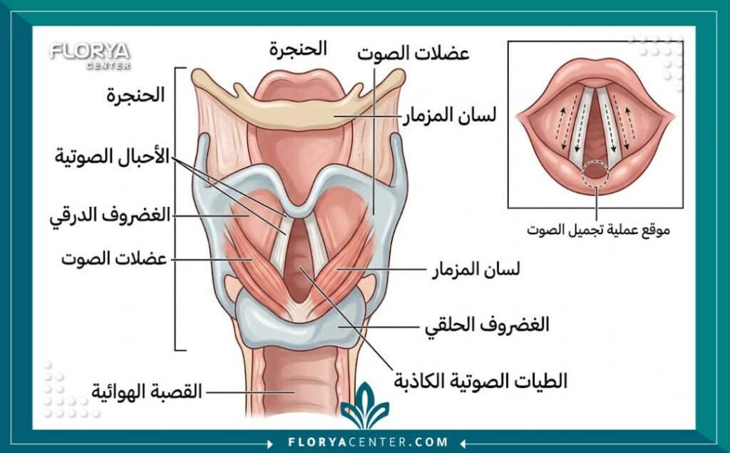 نصائح بعد عملية تجميل الصوت 2 رسم توضيحي طبي تشريحي مفصل للحنجرة والأحبال الصوتية مع تسميات باللغة العربية، يوضح موقع عملية تجميل الصوت والهياكل التي تحتاج رعاية بعد الجراحة.