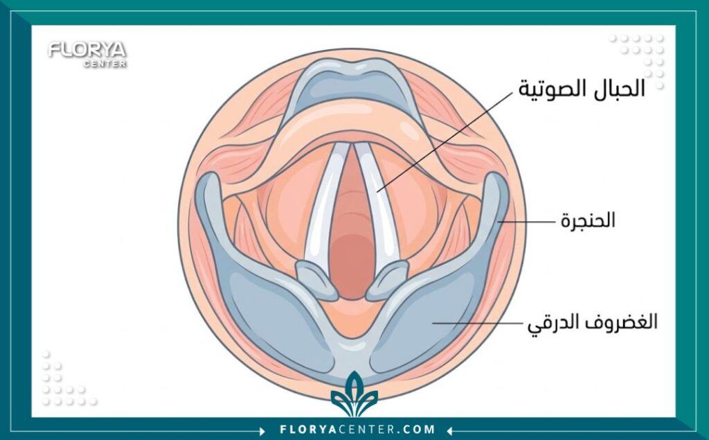 رسم تخطيطي طبي لتشريح الحنجرة والحبال الصوتية يوضح مكان عملية تجميل الصوت.
