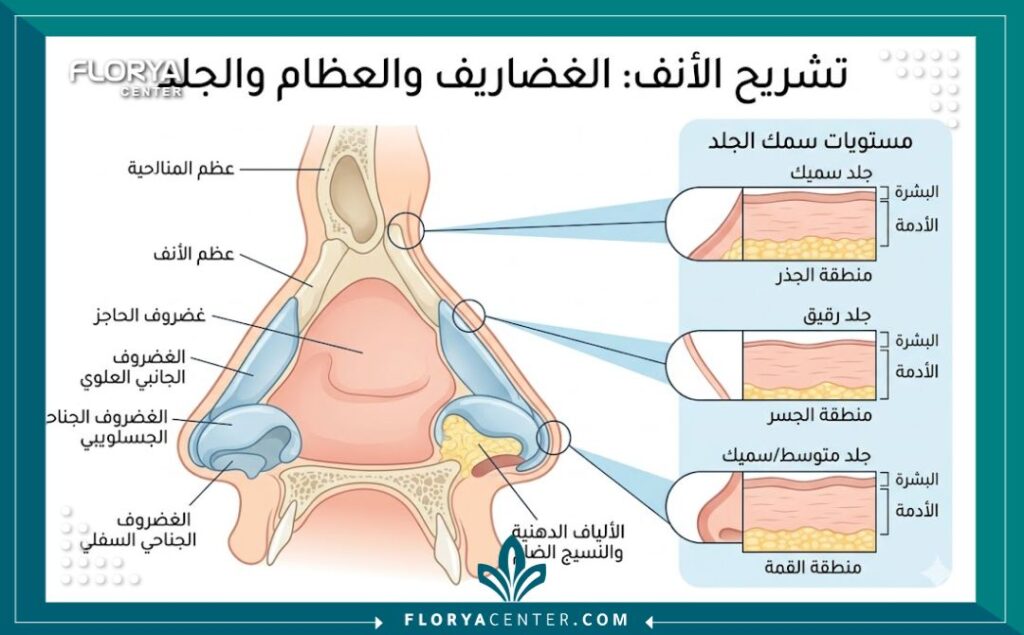 رسم توضيحي طبي يوضح تشريح غضاريف الأنف وتأثير سماكة الجلد كأحد أسباب فشل تجميل الأنف.