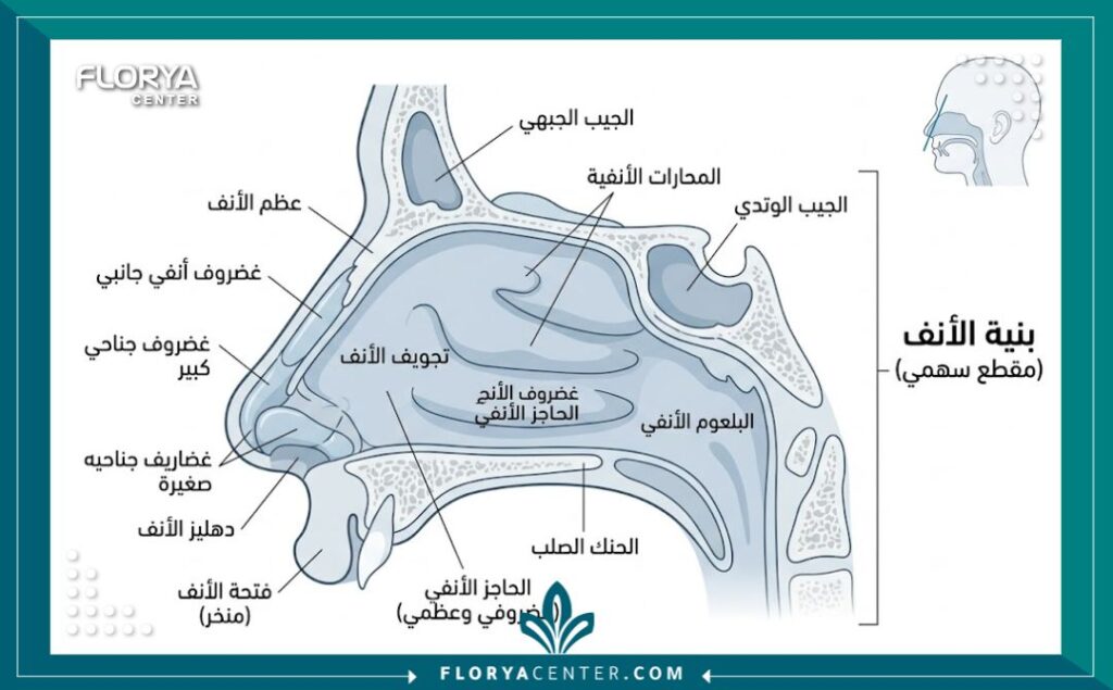 مخطط توضيحي لطبيعة وتشريح هيكل الأنف الداخلي لعمليات تعديل الحاجز الأنفي.