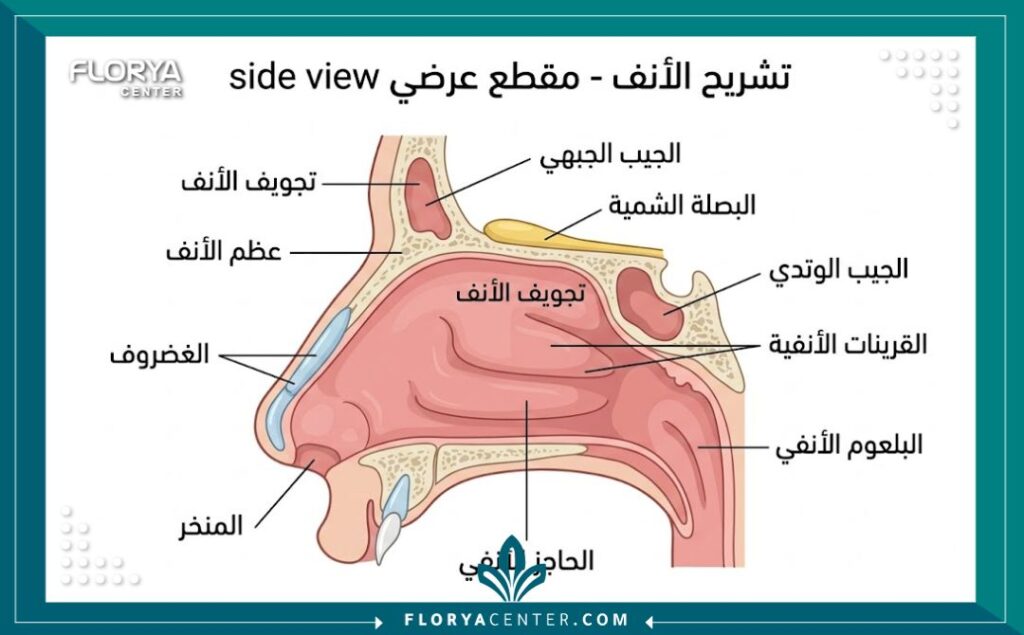 رسم تخطيطي طبي يوضح تشريح هيكل الأنف الداخلي والغضاريف قبل الجراحة.