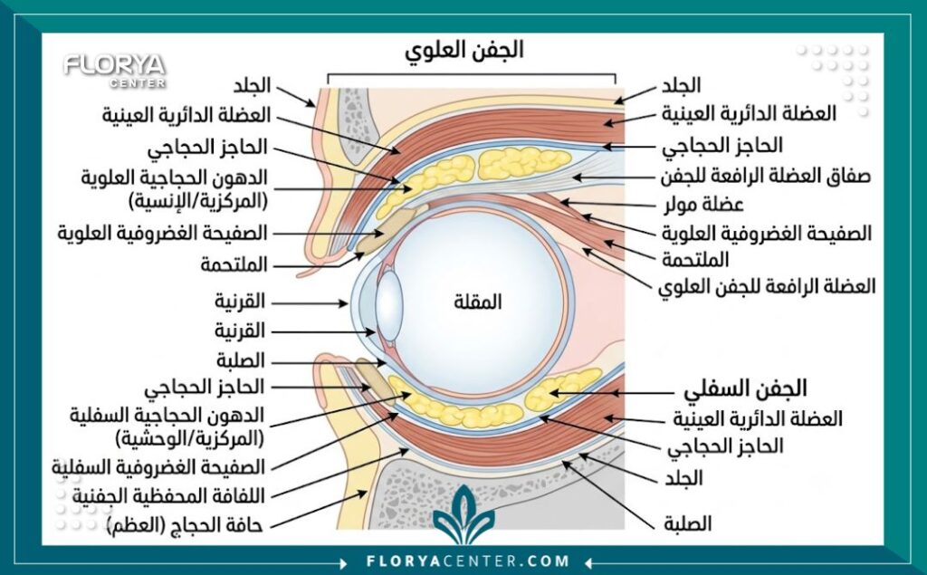 رسم توضيحي طبي لتشريح جفن العين الذكري والمناطق المستهدفة في عمليات تجميل العيون للرجال.