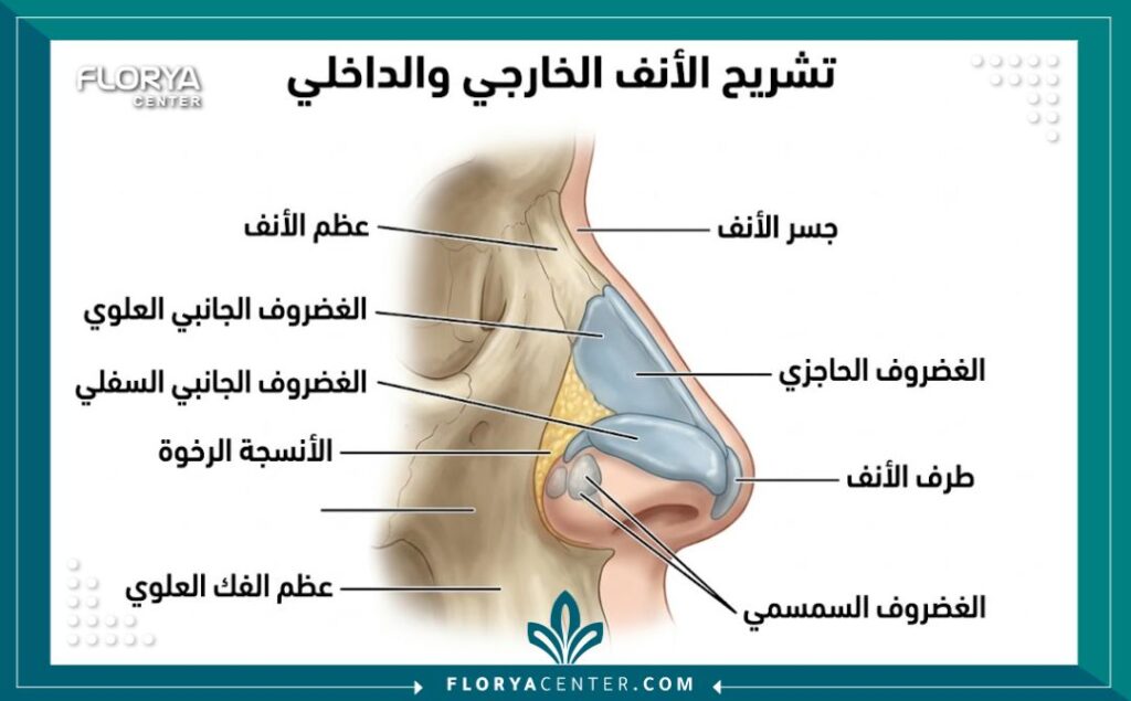 رسم تشريحي يوضح تركيب الأنف لعمليات التجميل الجراحية