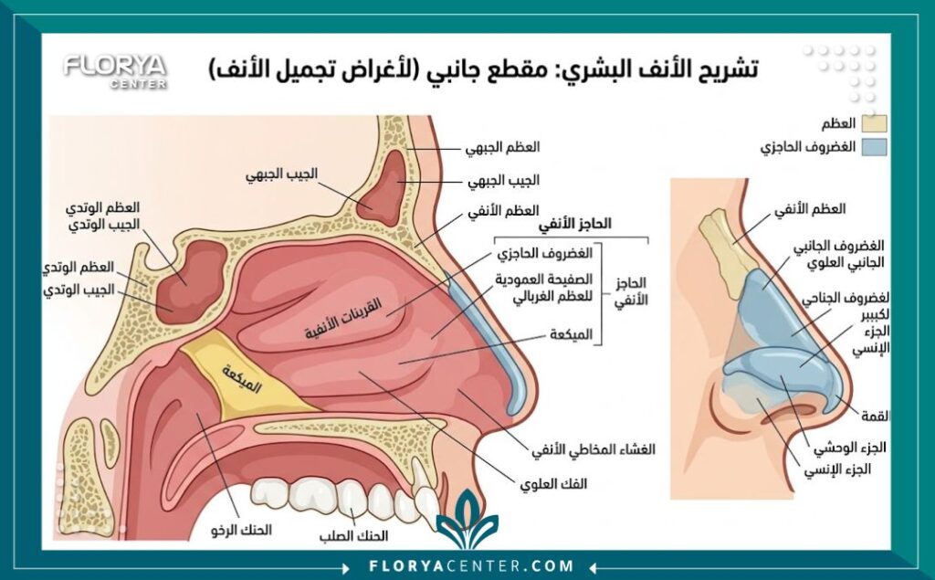 رسم توضيحي طبي لتشريح الأنف وتركيب الغضاريف قبل وبعد عملية التجميل