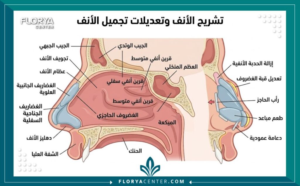 أفضل جراح تجميل أنف في تركيا 2 رسم توضيحي طبي لتشريح الأنف وخطوات عملية تجميل الأنف بدقة.