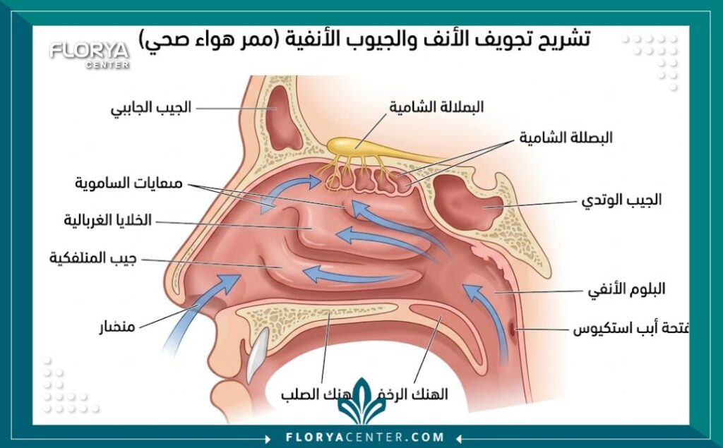أفضل مستشفى لجراحة الأنف والجيوب الأنفية في تركيا 2 رسم توضيحي طبي لتشريح الأنف والجيوب الأنفية ومسارات التنفس السليمة.