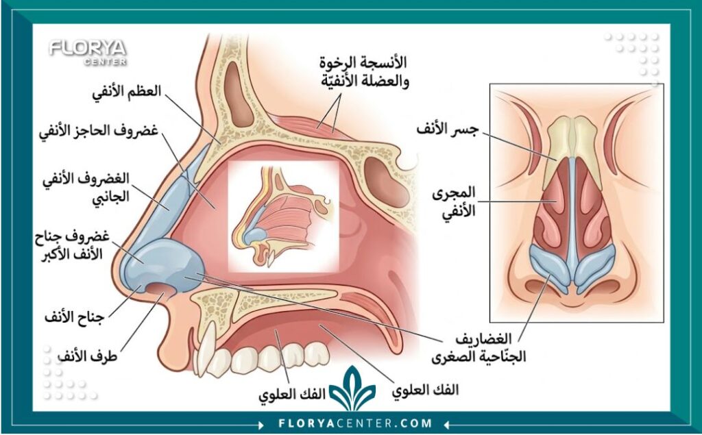 رسم طبي توضيحي لتشريح غضاريف وهيكل الأنف في عمليات تجميل الأنف العرقي.
