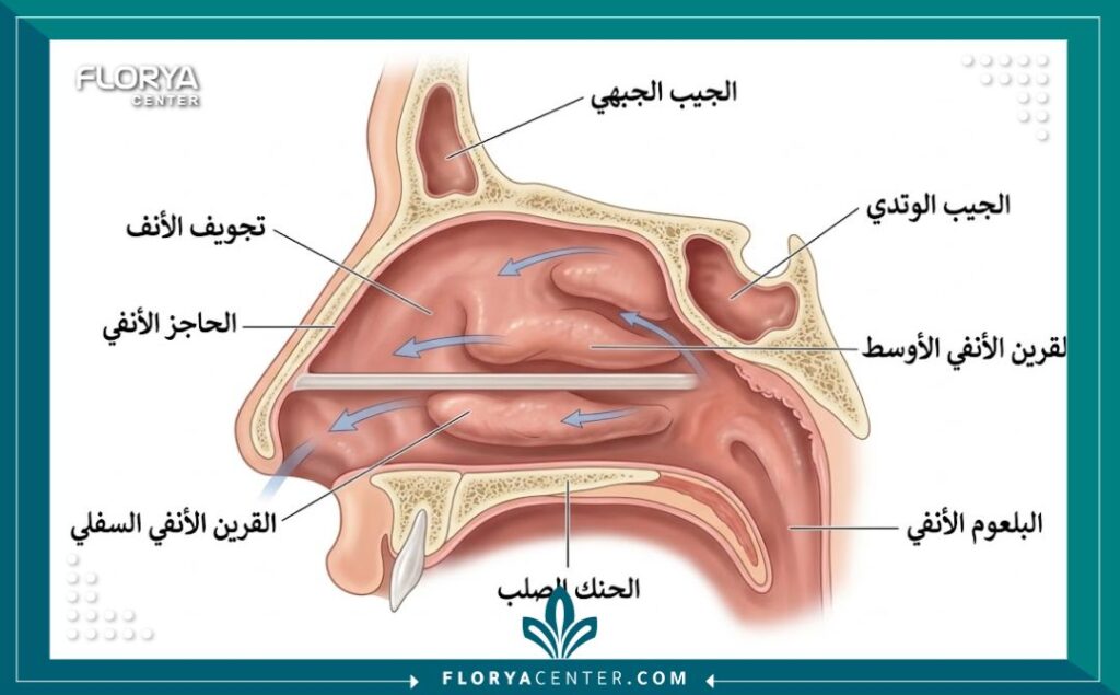 تجميل الأنف الوظيفي في تركيا 2 رسم توضيحي طبي لتشريح الأنف يوضح تعديل انحراف الحاجز الأنفي وتصغير القرينات لتحسين التنفس.