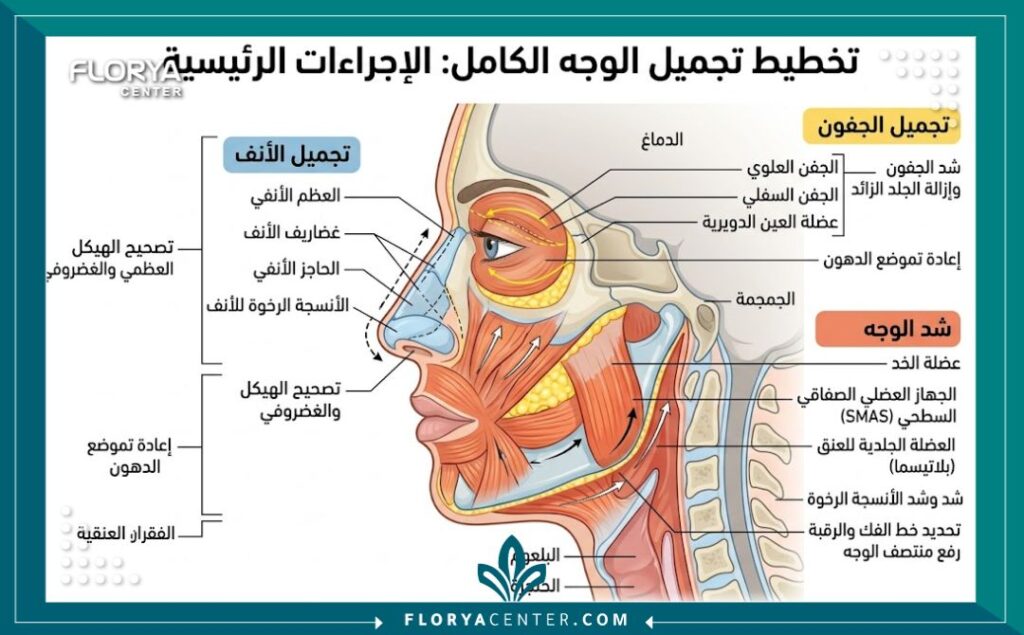 تجميل الوجه بالكامل في تركيا 2 رسم توضيحي طبي يوضح التشريح الهيكلي لمناطق عمليات تجميل الوجه الشامل مثل تجميل الأنف، شد الجفون، وشد الوجه والرقبة.