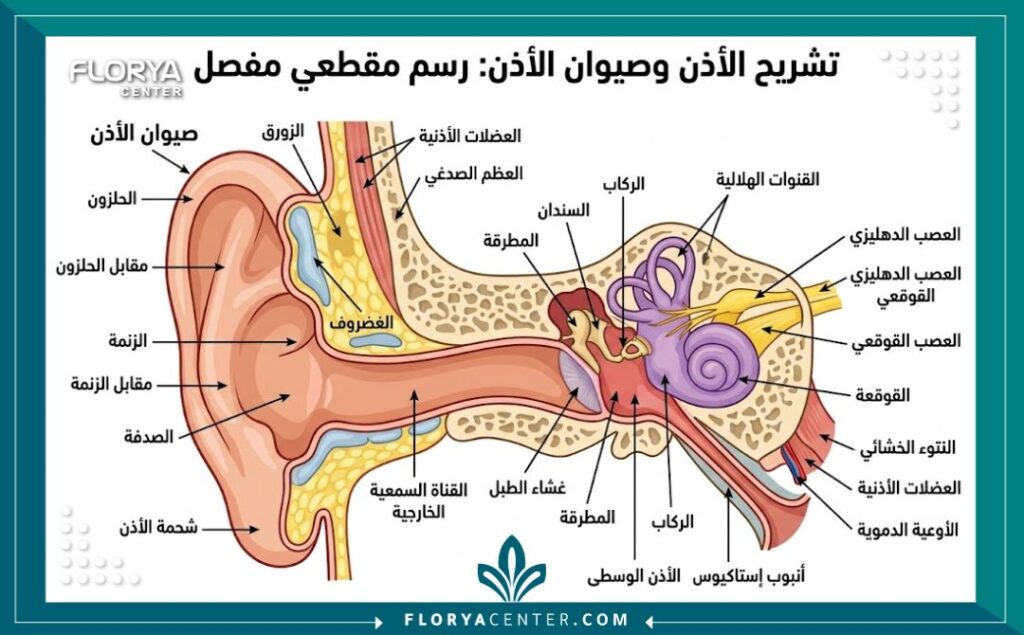 ترميم صيوان الأذن في تركيا 2 رسم تشريحي طبي دقيق يوضح هيكل غضروف الأذن الخارجية وتفاصيل صيوان الأذن للتحضير للجراحة.
