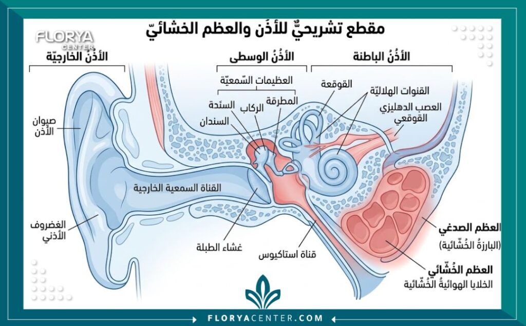 رسم توضيحي طبي يوضح تشريح عظمة الخشاء المسببة لبروز الأذن الهيكلي.