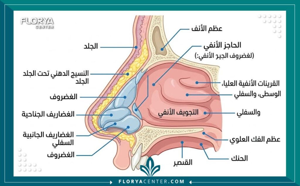 رسم توضيحي طبي لتشريح الأنف اللحمي يوضح سماكة الجلد والدهون وضعف الغضاريف التي تتطلب تقنيات جراحية دقيقة.