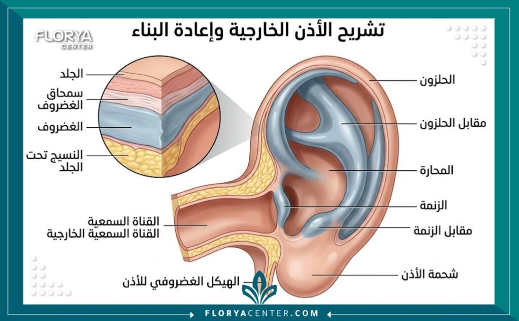 رسم توضيحي طبي ثلاثي الأبعاد يوضح تشريح غضروف الأذن الداخلي وطبقات الجلد المستخدمة في جراحات ترميم الأذن.