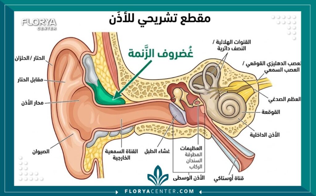 رسم توضيحي طبي لتشريح الأذن يبرز موقع غضروف الثلمة المستهدف في عمليات الترميم والإصلاح.