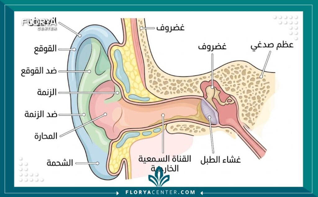 رسم توضيحي تشريحي يوضح عملية تصغير صيوان الأذن وتعديل الغضاريف.