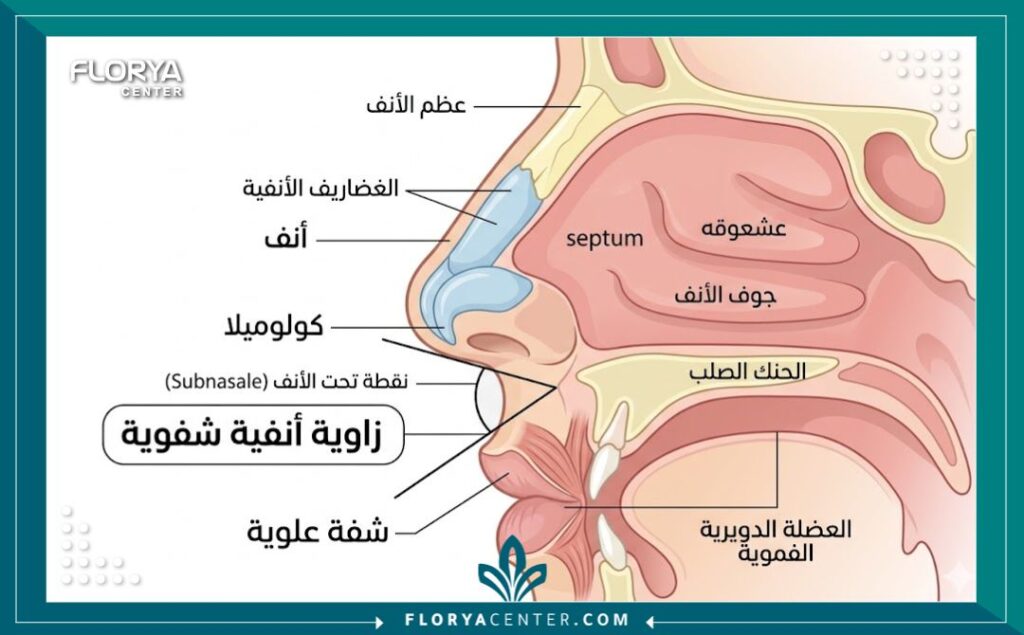 رسم توضيحي طبي يشرح تشريح الزاوية الأنفية الشفوية بين الأنف والشفة العليا ودرجة الميلان.