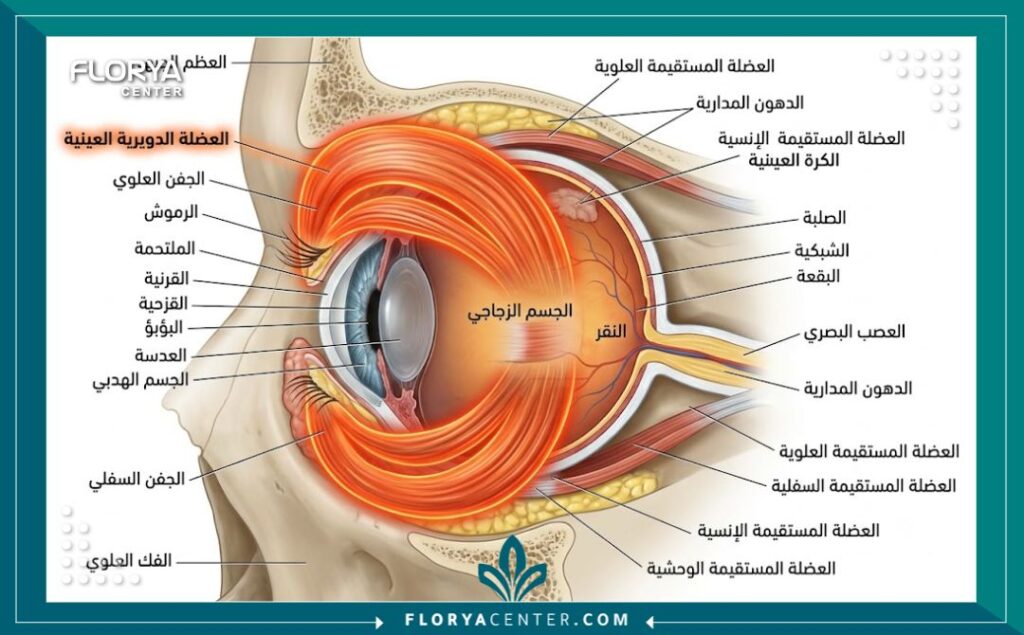 رسم توضيحي طبي لتشريح العين يبرز موقع العضلة الدائرية للعين وكيفية تصحيح الضعف والترهل.