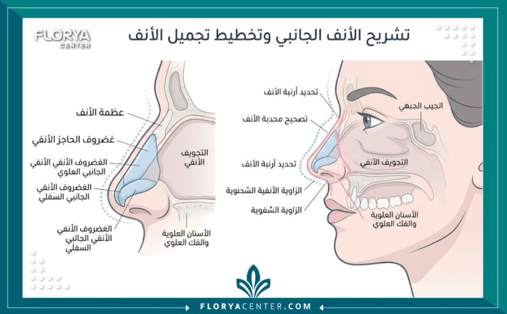 حجز موعد استشارة تجميل أنف 2 رسم توضيحي طبي لتشريح الأنف وخطوات تعديل الهيكل أثناء عملية تجميل الأنف.