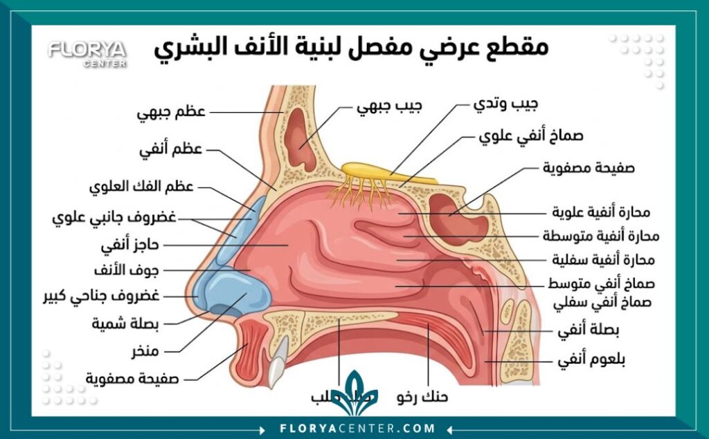 رسم توضيحي طبي لتشريح الأنف وهيكل الغضاريف يوضح دقة إجراءات وعمليات تجميل الأنف في تركيا.