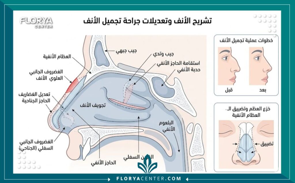 رسم تخطيطي يوضح تشريح الأنف وخطوات عملية تجميل الأنف لتعديل الحاجز الأنفي.