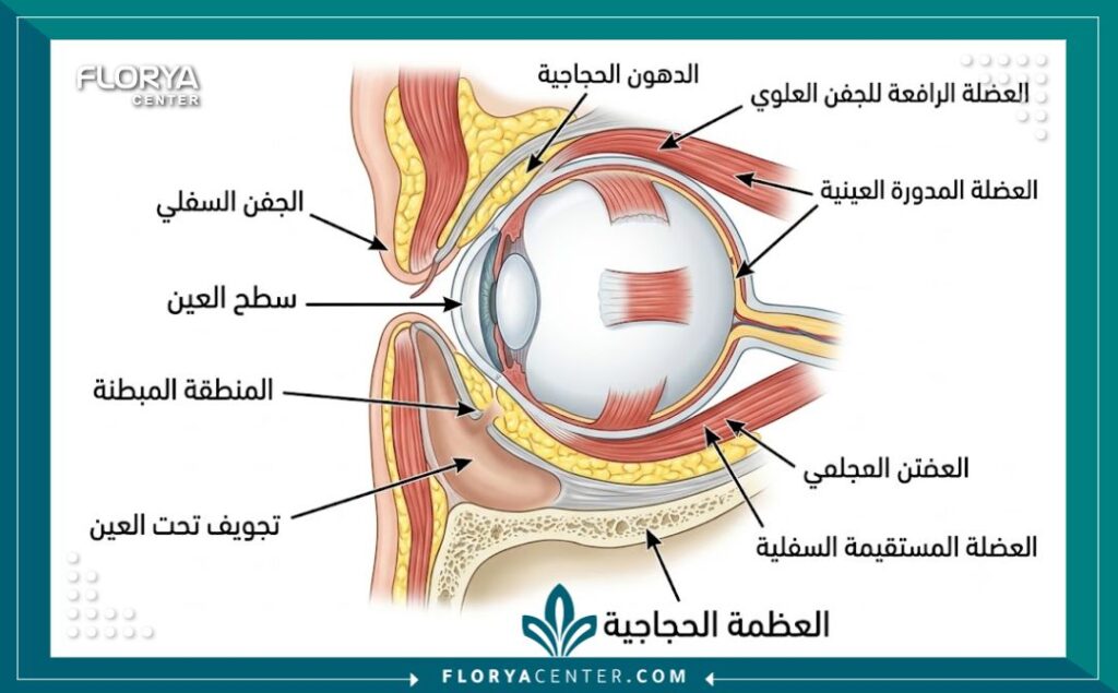 رسم توضيحي طبي لتشريح العين يوضح منطقة تجويف تحت العين والأماكن المستهدفة للعلاج.