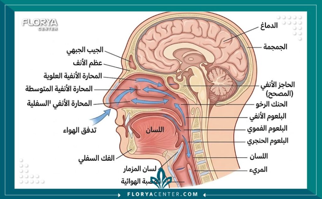 رسم توضيحي طبي يوضح مسار التنفس السليم بعد عملية تجميل الأنف الوظيفية لعلاج انحراف الحاجز الأنفي.