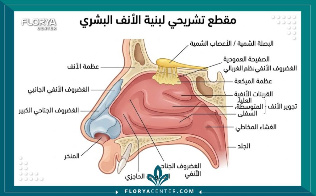 رسم توضيحي دقيق لتشريح الأنف الداخلي والغضاريف، أهمية فهم بنية الأنف لتقييم كفاءة دكتور تجميل الأنف.