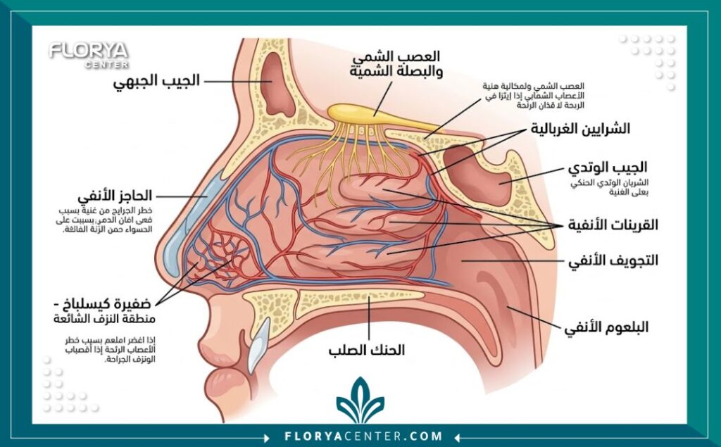 مخاطر عمليات تجميل الأنف 2 رسم توضيحي طبي لتشريح الأنف الداخلي يسلط الضوء على الأوعية الدموية والأعصاب، يوضح أسباب النزيف وفقدان حاسة الشم كجزء من مخاطر عمليات تجميل الأنف.