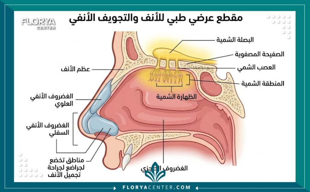 هل تؤثر عملية الأنف على حاسة الشم؟ 2 رسم توضيحي طبي لتشريح الأنف يوضح بعد مستقبلات الشم عن منطقة جراحة تجميل الأنف.