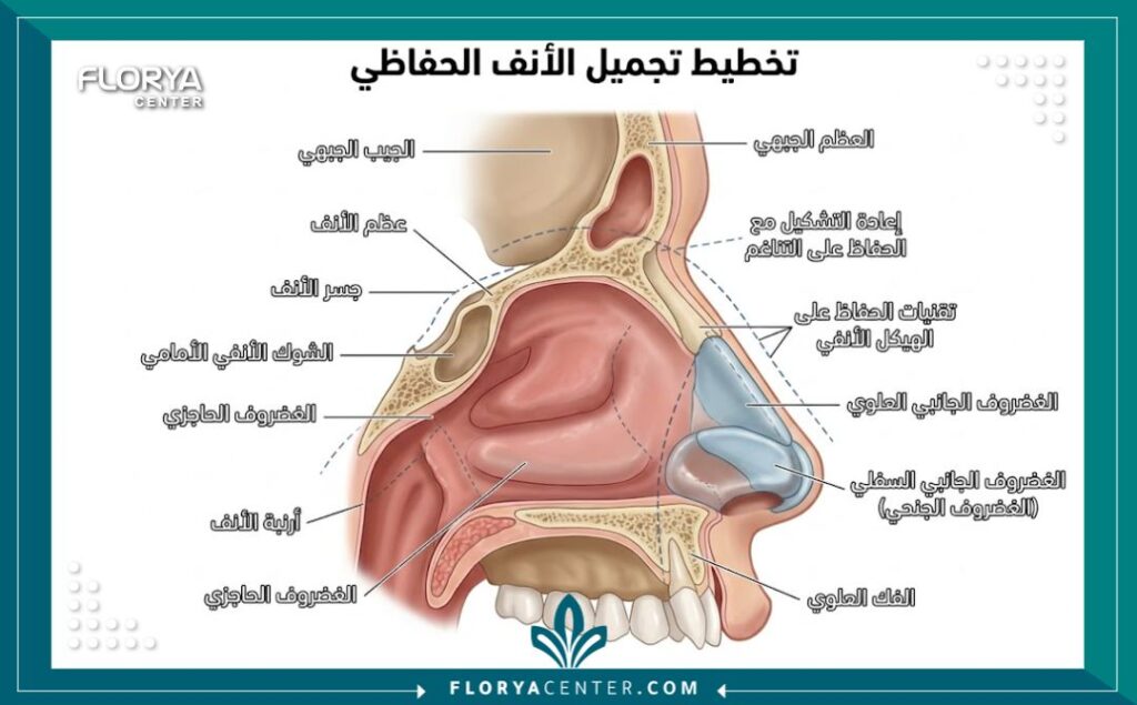 هل عملية تجميل الأنف تغير الملامح؟ 2 رسم توضيحي طبي يظهر تشريح الأنف وكيفية إجراء التعديلات في تجميل الأنف التحفظي لضمان عدم تغير الملامح.