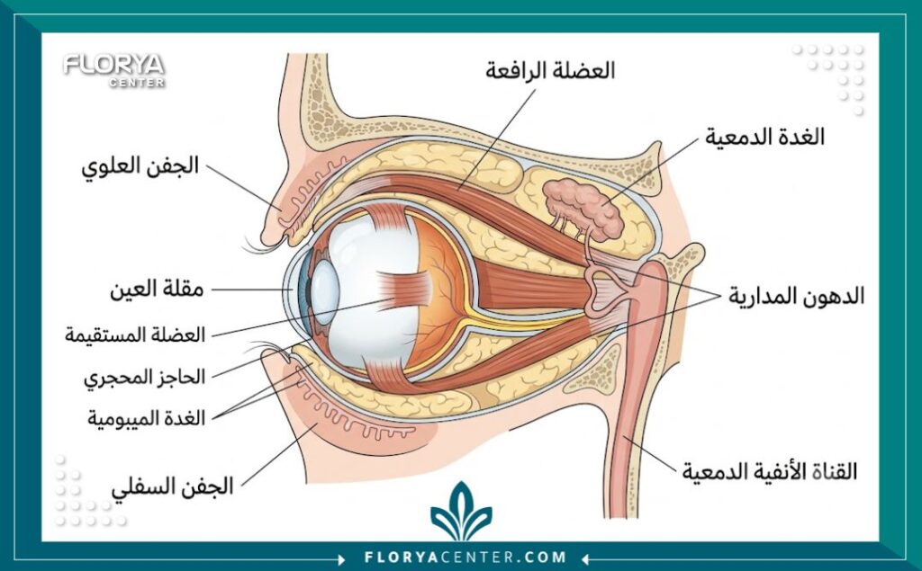 أطباء جراحة العيون التجميلية في تركيا 2 رسم تخطيطي تشريحي يوضح هيكل الجفن وعضلات العين لجراحة العيون التجميلية مع تسميات باللغة العربية.