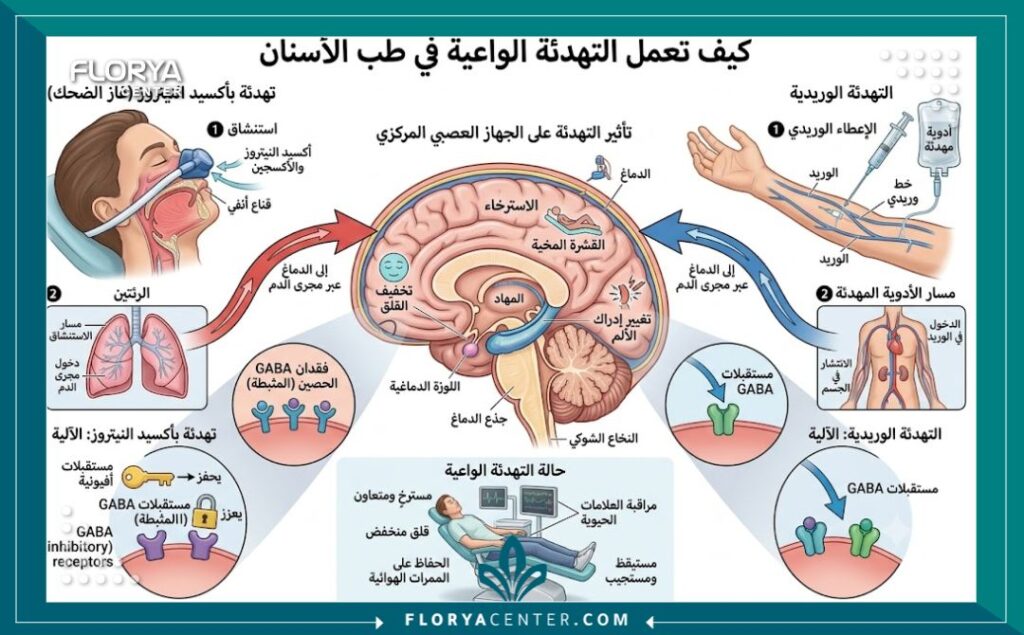 رسم توضيحي طبي يشرح آلية عمل التخدير الواعي وتأثيره المهدئ على الجهاز العصبي أثناء علاج الأسنان.